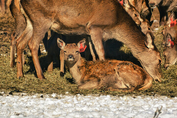 Fawn at New Hampshire Deer Farm
