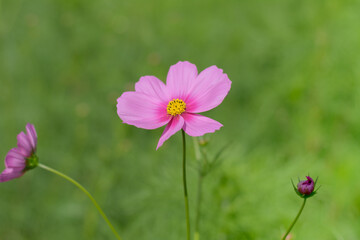 Fototapeta na wymiar flower of green blur background