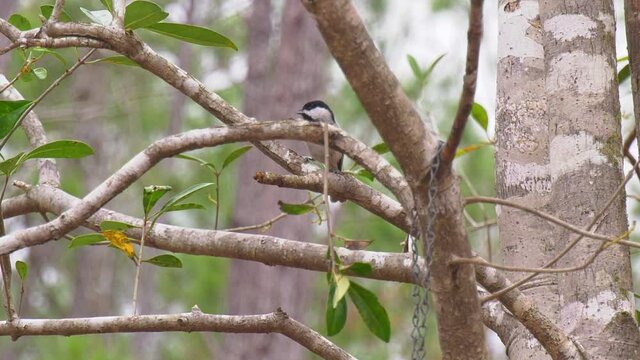 Carolina chickadee flying and landing on tree branch