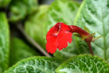 close up of red poppy flower in the garden