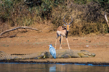 Impalas and crocodile at the water, Kruger national park