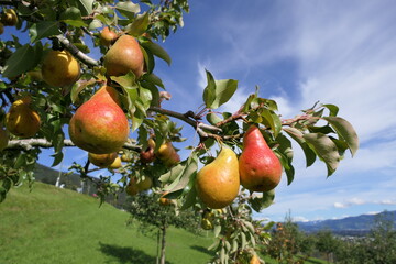 Red and yellow green pears on tree in picturesque mountain landscape