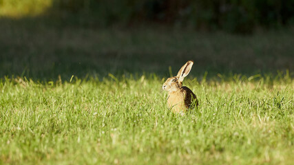 Aufmerksamer Hase