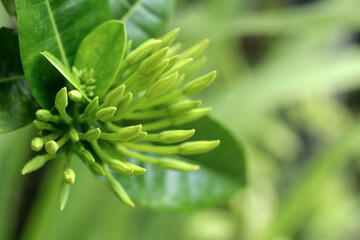 close up of a green plant and flower