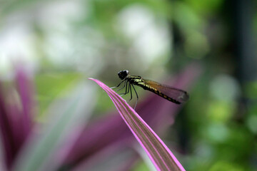 close up of the dragonfly