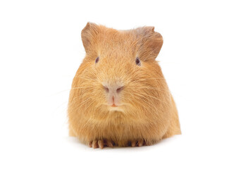 Guinea pig little pet rodent