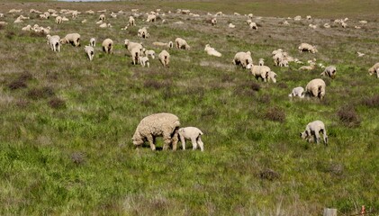 Sheep Herd Background