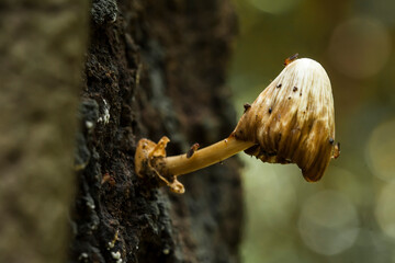 Mushrooms in Natural Life