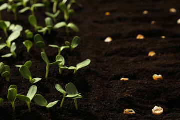 Corn seeds in fertile soil. Vegetables growing