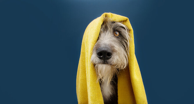 Portrait dog ready to take a a shower wrapped with a yellow towel. Animal on blue colored background. puppy summer season.
