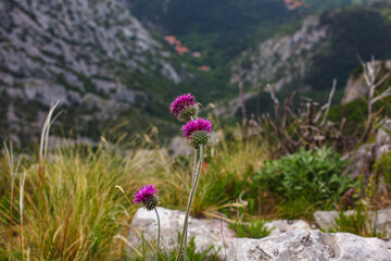 Obraz premium The Jurinea mollis flower in Italian called cardo del Carso