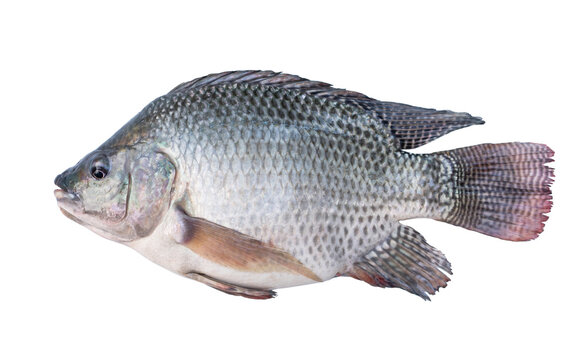 Nile tilapia fish isolated on white background