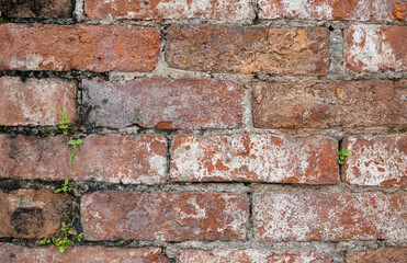 Obraz premium Old brickwork