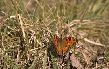 Butterfly Comma Nymphalis polychloros in sunny spring day sit on grass