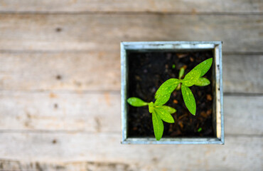 Top View of Sapling.