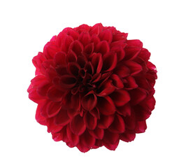 Beautiful red dahlia flower isolated on white