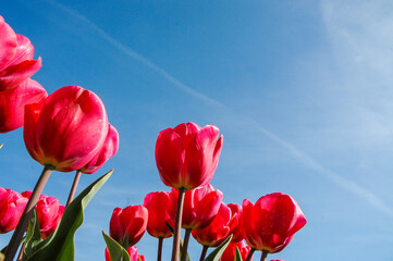 REd Tulips with blue sky