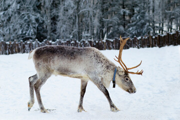 Reindeer walking on a farm in the forest in winter