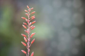Close up Aloe Vera flower