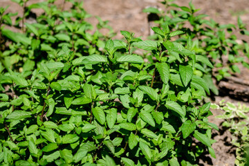 Fresh green peppermint or mentha × piperita, also known as Mentha balsamea leaves in direct sunlight, in an organic herbs garden, in a sunny summer day.