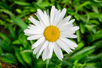 Fototapeta premium Close up of one large white Leucanthemum vulgare flower known as ox - eye daisy, oxeye daisy or dog daisy in a sunny summer garden, fresh natural outdoor and floral background.