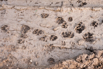 dog footprints