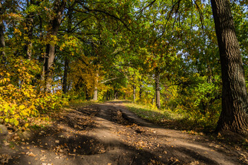 Fototapeta premium gravel road with foliage in sunny autumn forest in countryside, Samara, Russia