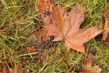 autumn maple leaf