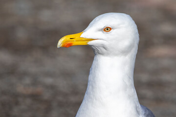Portrait of a seagull close-up.