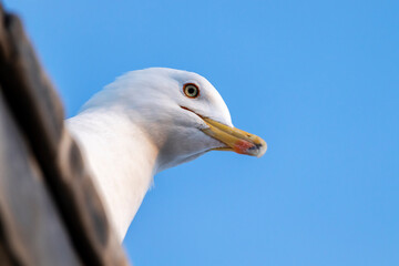 Close-up photo of a seagull peeking from a roof.