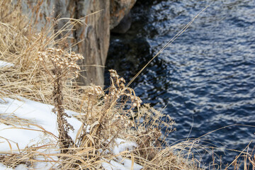 Withered grass on a rock above the sea