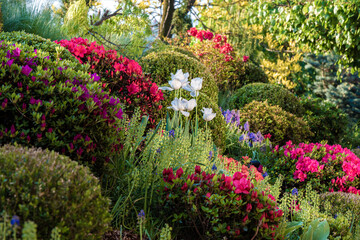 Wiosenny ogród pełen kwitnących azalii i  kolorowych rododendronów - obrazy, fototapety, plakaty