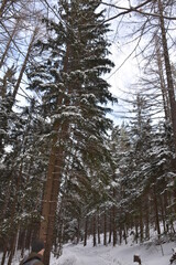 Fototapeta premium Wald im Winter