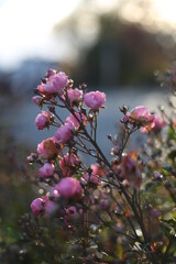 Rose, dew drops, morning