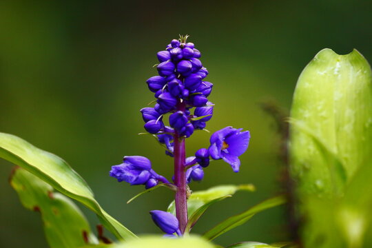 Blue Ginger flower (Dichorisandra thyrsiflora), Costa Rica.