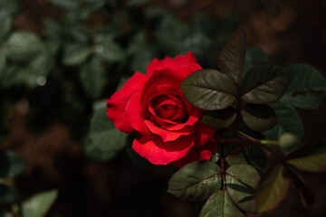 Red rose flowers on dark tone.