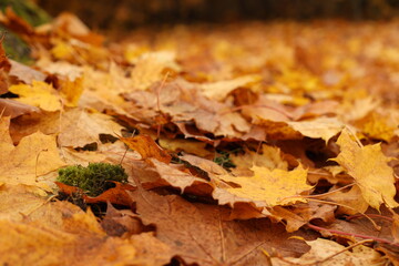 Fallen leaves, autumn