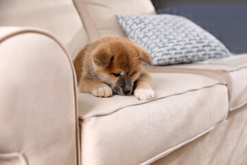 Adorable Akita Inu puppy on beige sofa