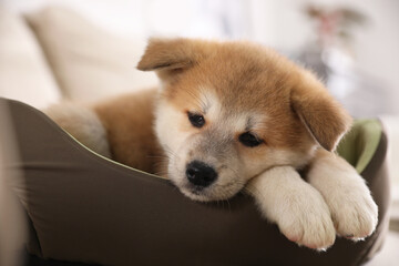 Adorable Akita Inu puppy in dog bed indoors