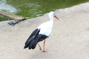 Background white stork walks on the sand