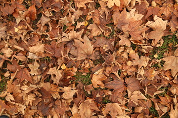 Fallen leaves, autumn