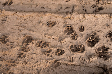 dog footprints
