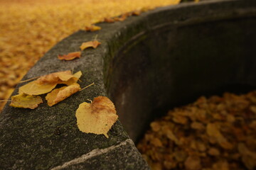 Fallen leaves, autumn