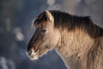 Wild horse in winter morning