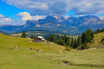 Fototapeta na wymiar Weidende Kühe auf der Seiser Alm in Südtirol