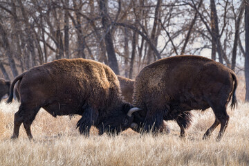American Bison on the High Plains of Colorado. Two bulls sparing in a field of grass.