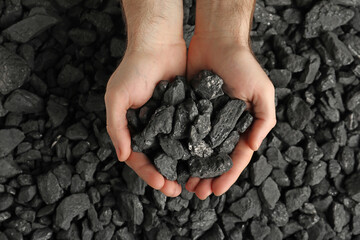 Man holding coal in hands over pile, top view - obrazy, fototapety, plakaty