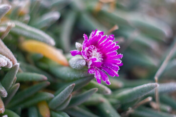 Slenderleaf iceplant covered with hoarfrost.Frost on flowers, close-up shot of grass with ice, morning frost on the field ,Italian winter 2021.