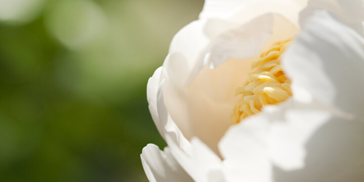 white delicate peony in a summer sunny park