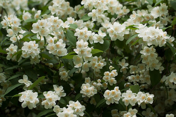 jasmine branches covered with wonderful white fragrant flowers